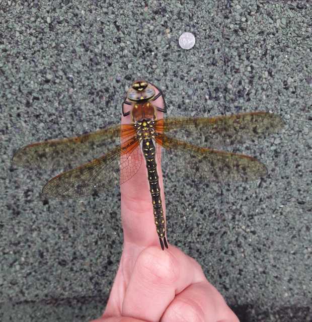 Brachytron pratense - szőrös karcsúacsa