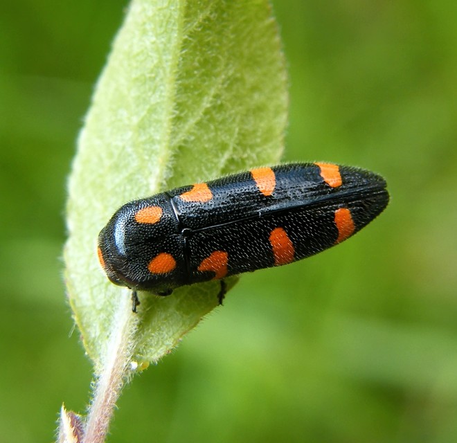 Ptosima undecimmaculata - sárgafoltos díszbogár