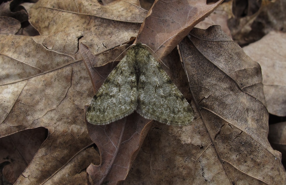 Apocheima pilosaria - zöldes tavasziaraszoló
