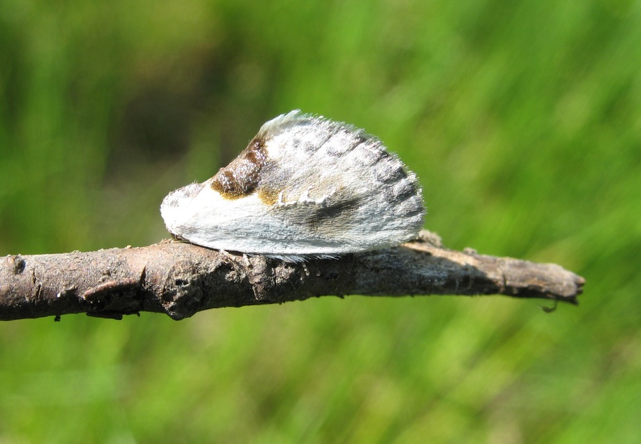 Cilix glaucata - törpe sarlósszövő