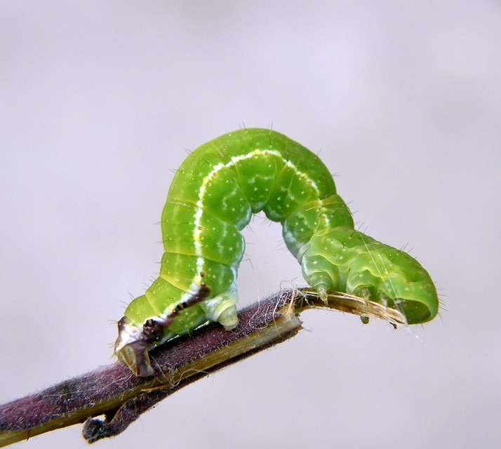 Philereme transversata - varjútövis-araszoló