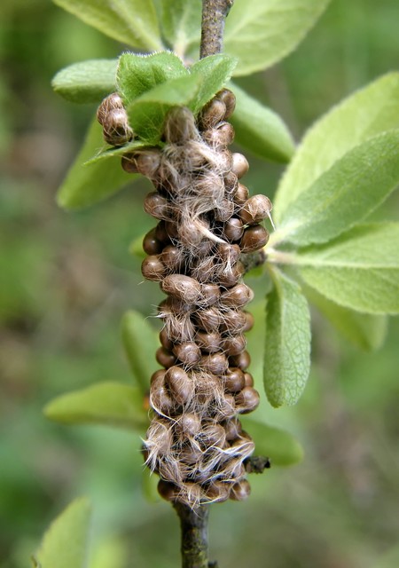 Saturnia pavoniella/pavonia