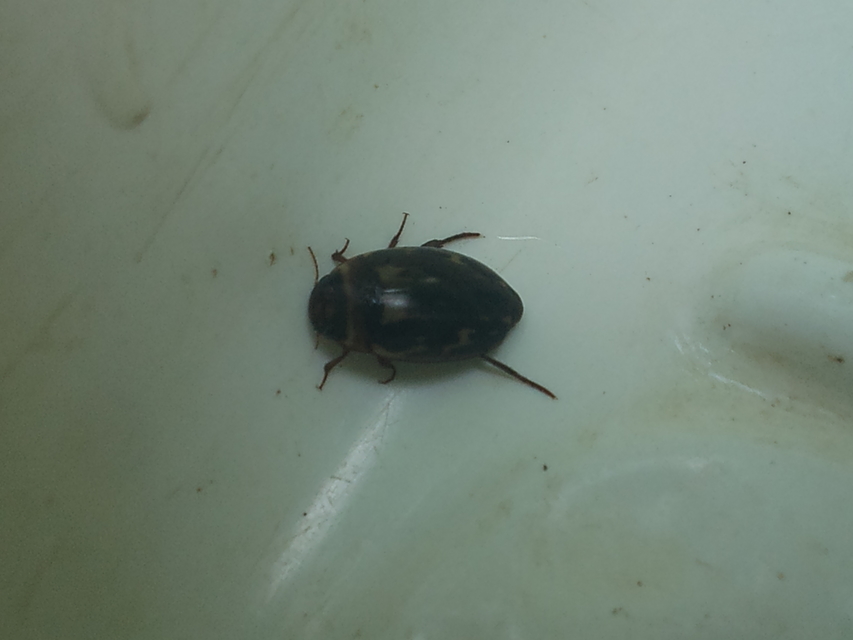 Platambus maculatus - tarka csíkbogár