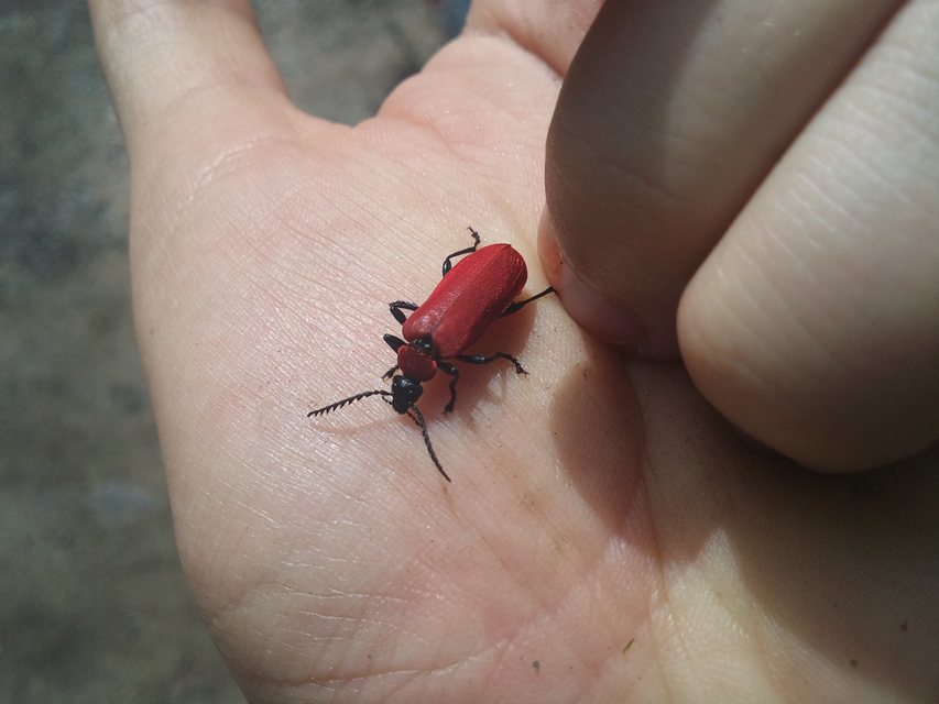 Pyrochroa coccinea - nagy bíborbogár