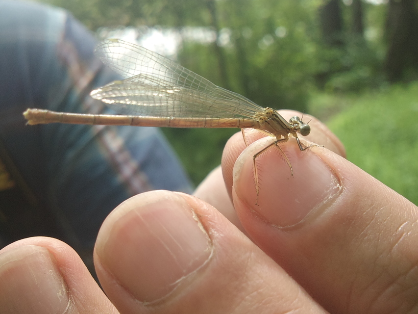 Platycnemis pennipes - széleslábú szitakötő