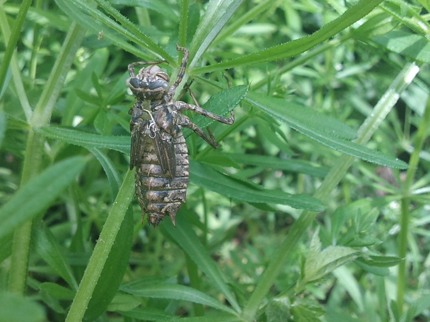 Epitheca bimaculata - kétfoltos sárkányszitakötő