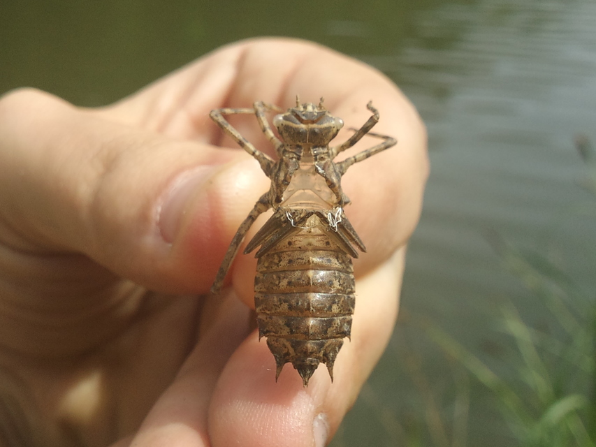 Epitheca bimaculata - kétfoltos sárkányszitakötő