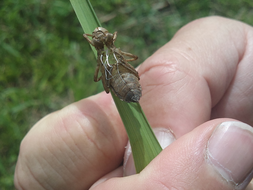 Libellula fulva - kisfoltos laposacsa