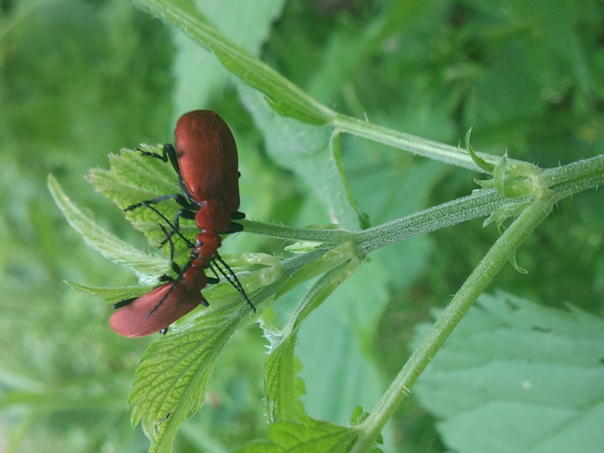 Pyrochroa serraticornis - közép-bíborbogár