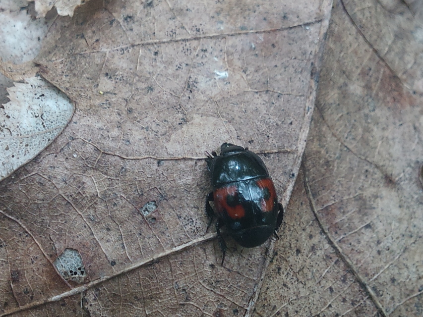 Hister quadrimaculatus - közönséges sutabogár