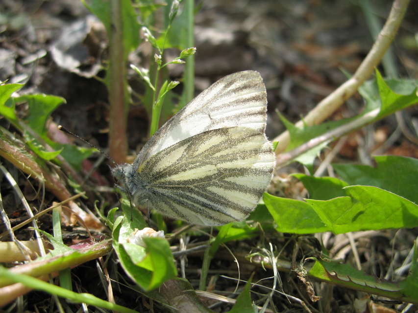 Pieris napi - repcelepke