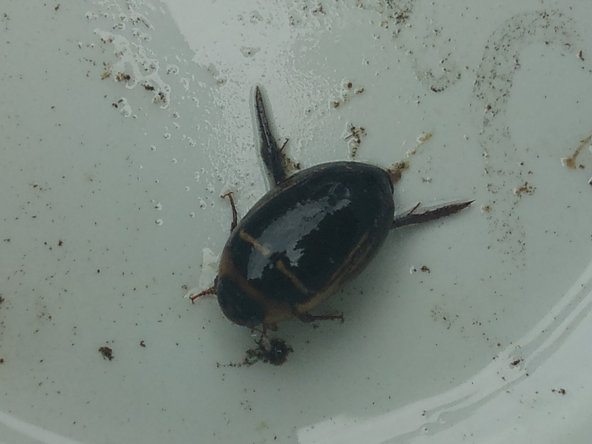 Hydaticus transversalis - harántsávos mocsáricsíkbogár