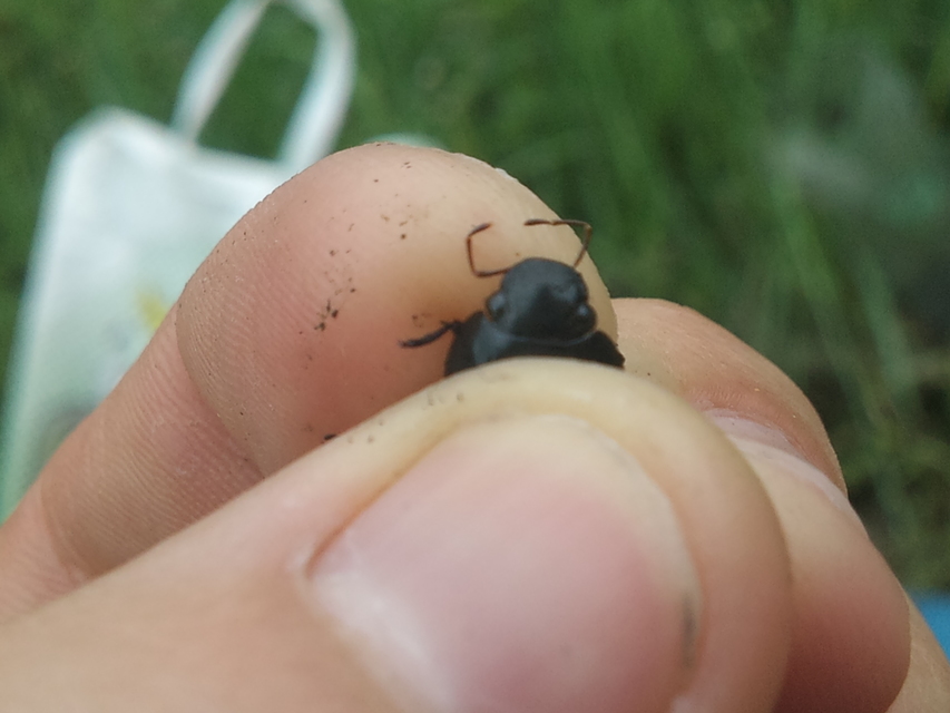 Hydrochara caraboides - kis csibor