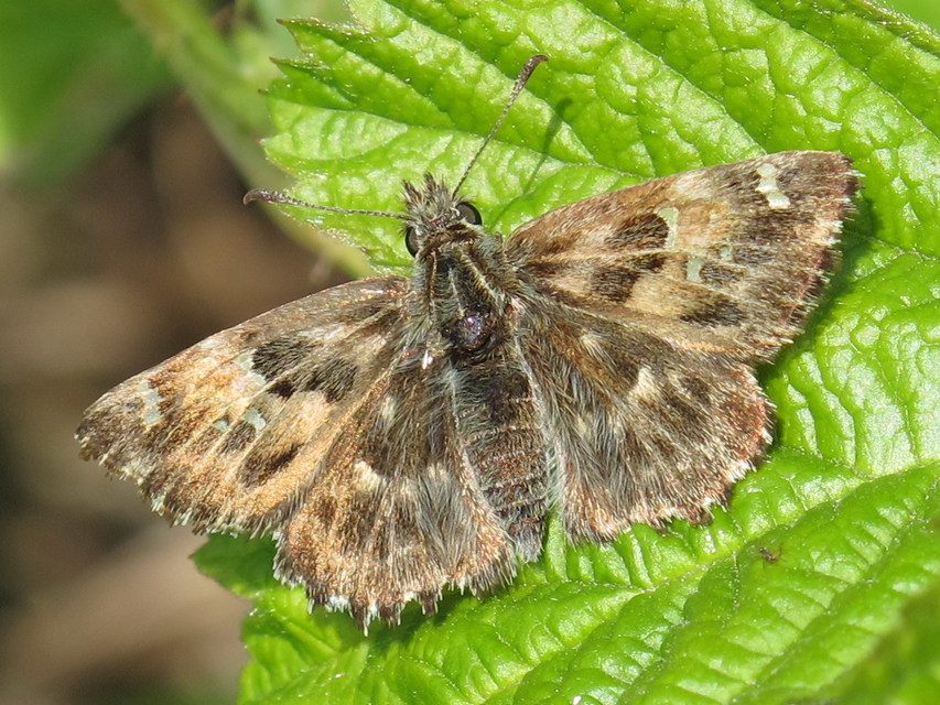 Carcharodus alceae - mályva-busalepke