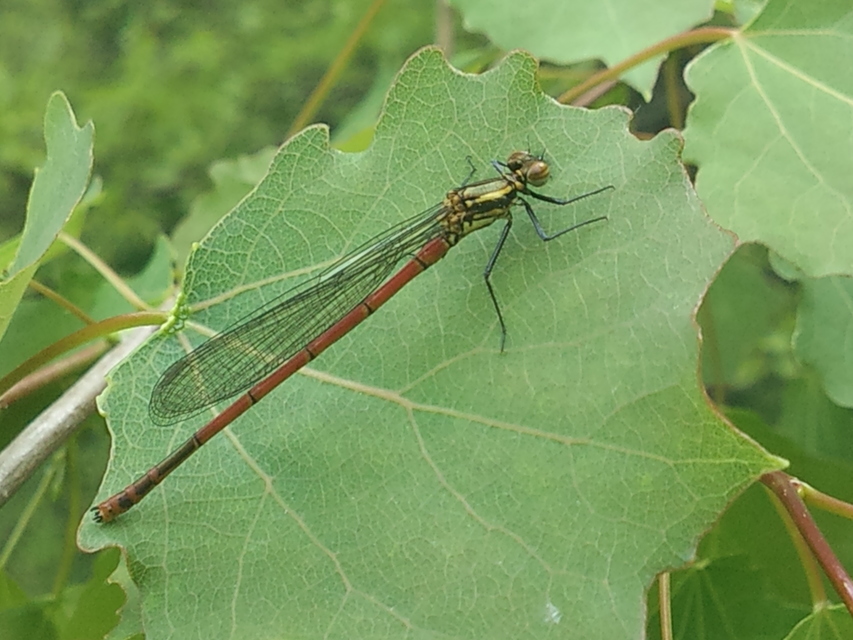 Pyrrhosoma nymphula interposita - vörös légivadász
