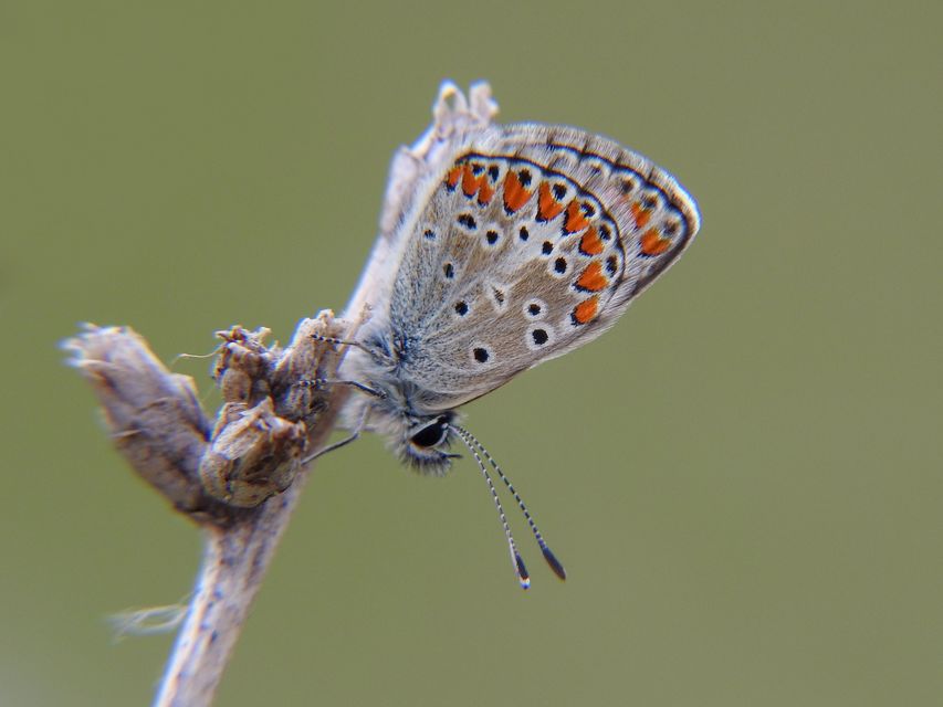 Aricia agestis - szerecsenboglárka