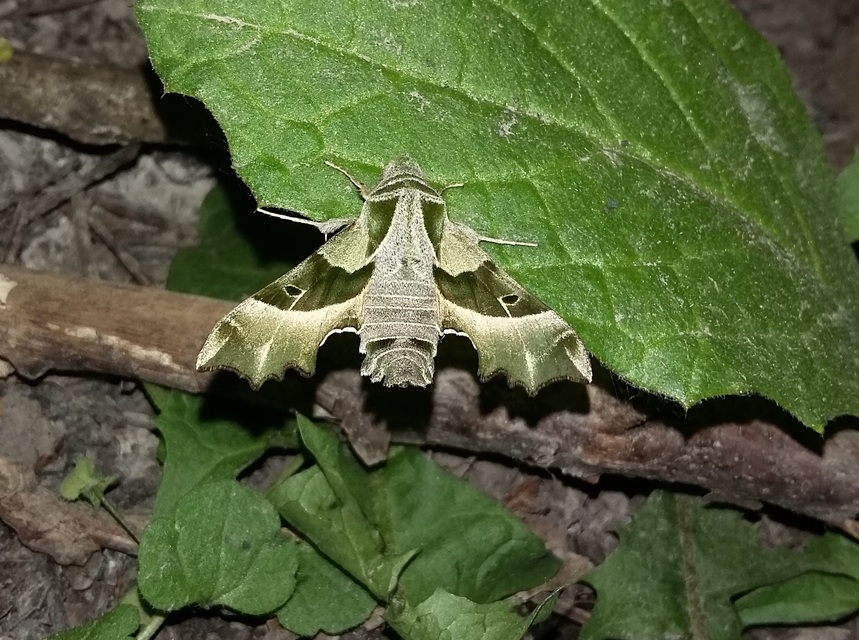Proserpinus proserpina - törpeszender