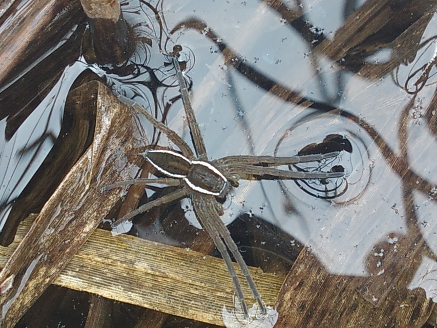 Dolomedes fimbriatus - szegélyes vidrapók