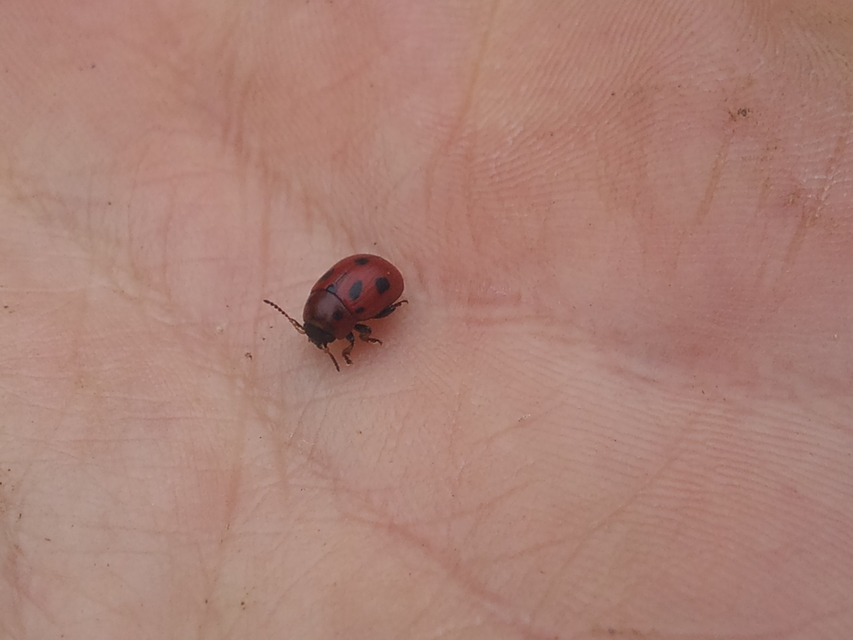 Gonioctena fornicata - közönséges lucernabogár