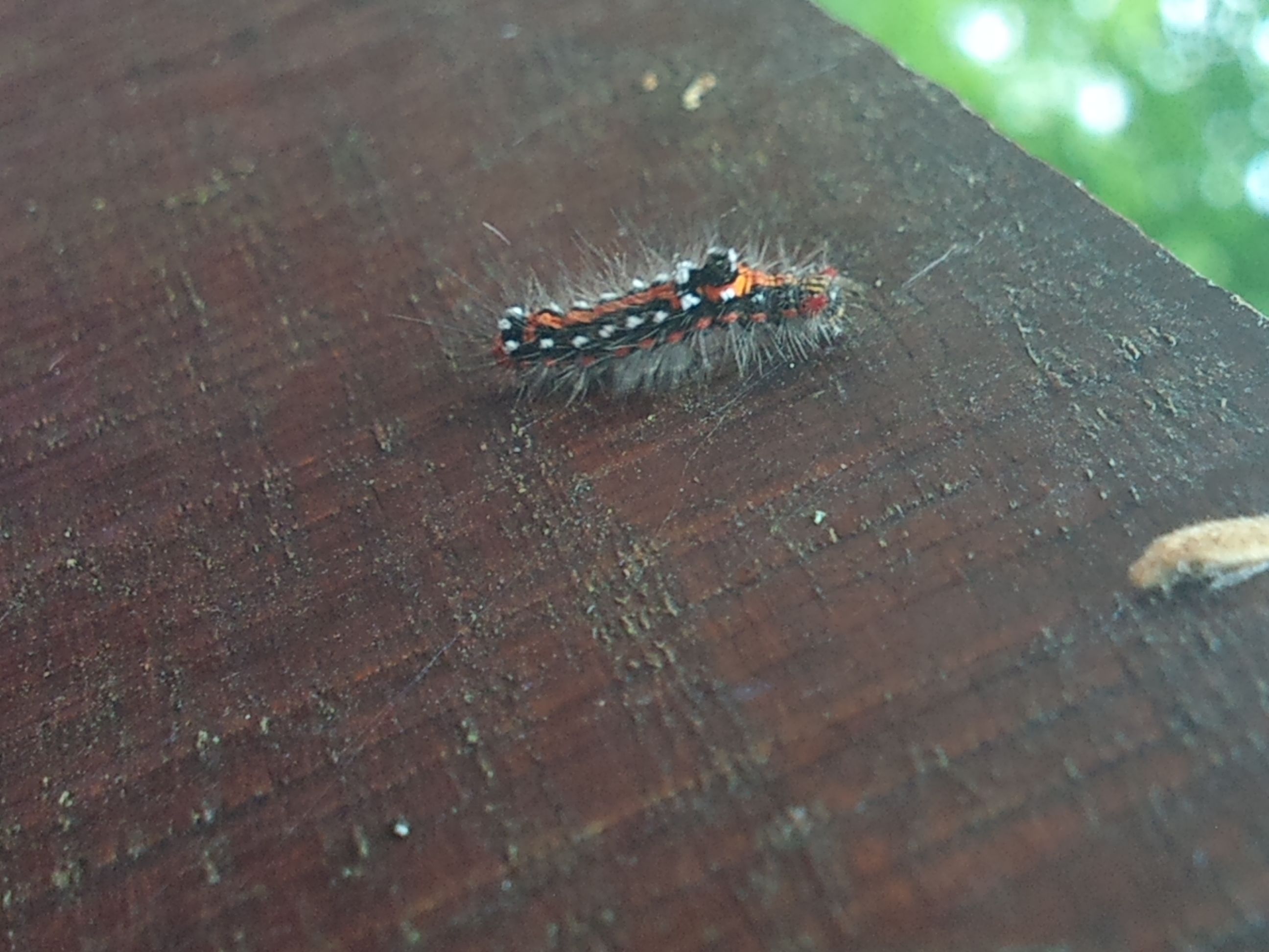Sphrageidus similis - sárgafarú szövő