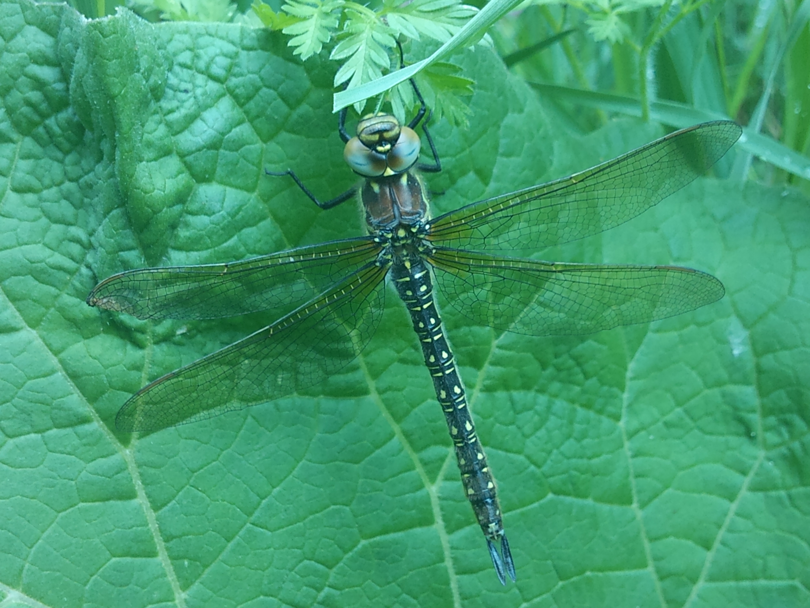Brachytron pratense - szőrös karcsúacsa