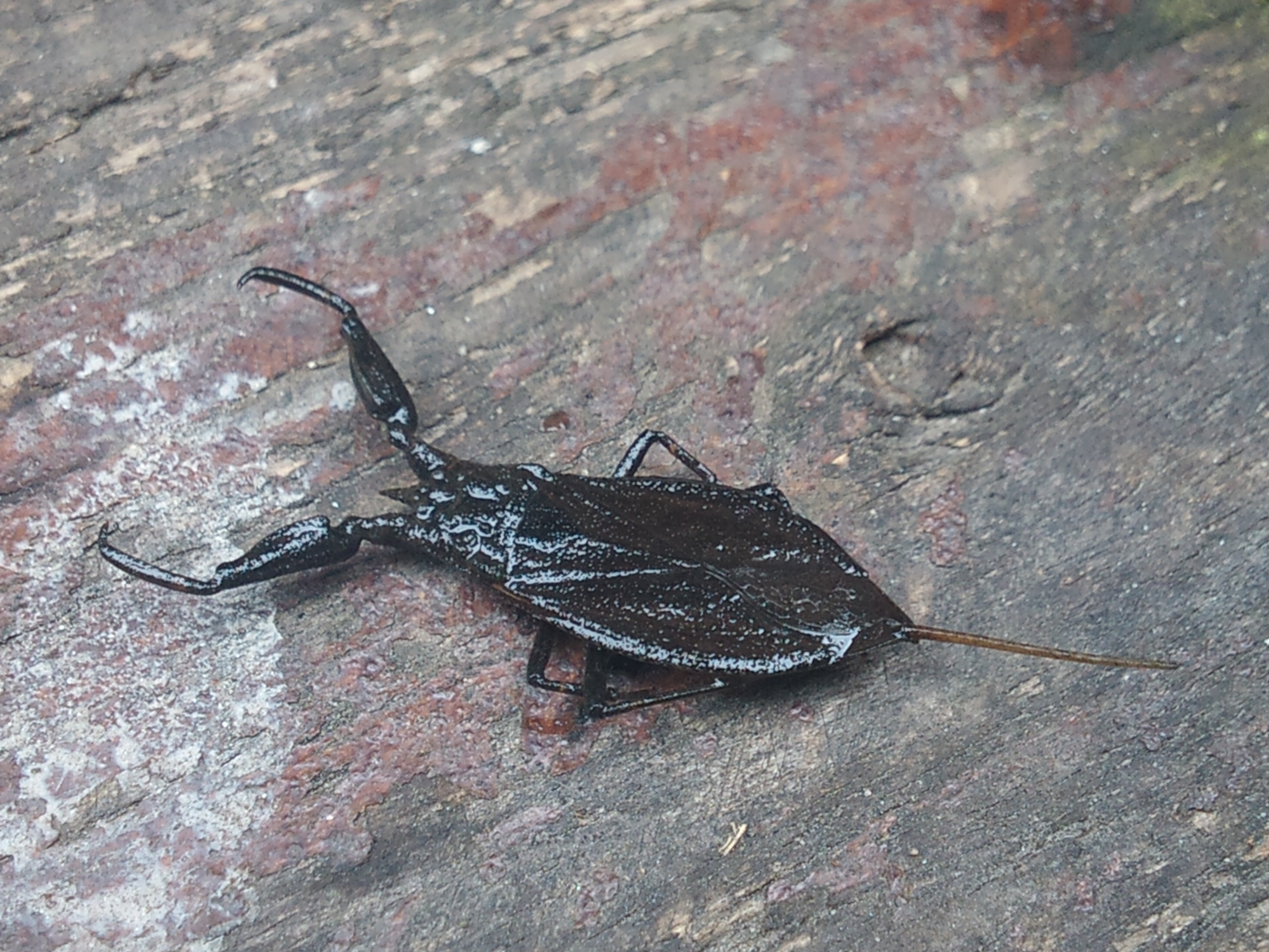 Nepa cinerea - víziskorpió