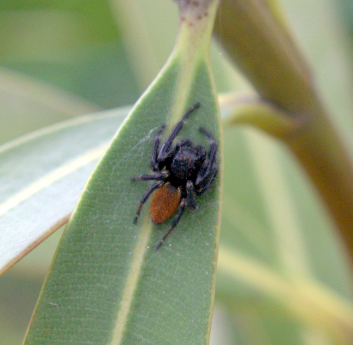Carrhotus xanthogramma - rozsdás ugrópók