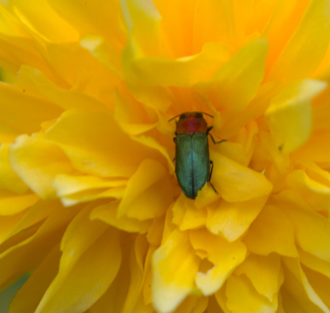 Anthaxia nitidula - ragyogó virágdíszbogár