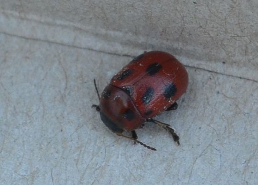 Gonioctena fornicata - közönséges lucernabogár