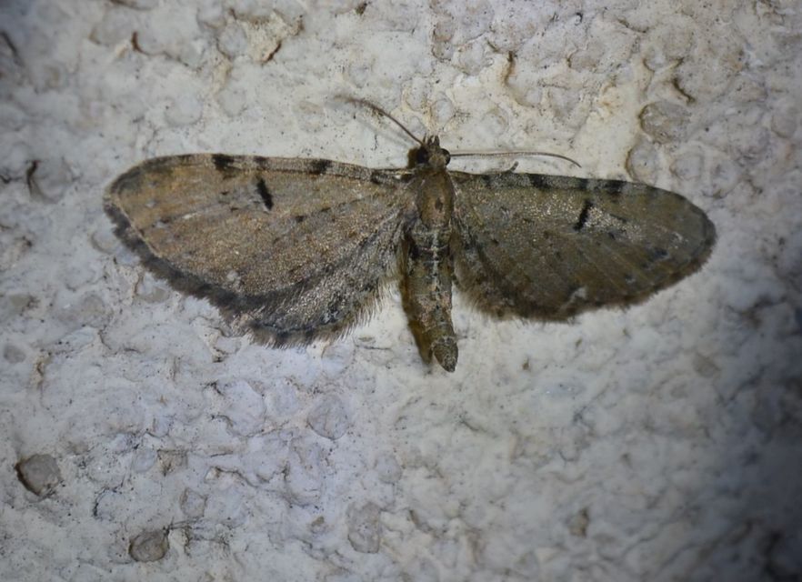 Eupithecia absinthiata - üröm-törpearaszoló