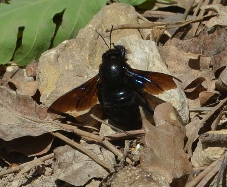 Xylocopa violacea - kék fadongó