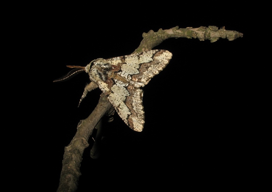 Biston strataria - barnapettyes araszoló