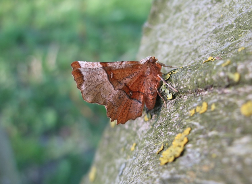 Selenia lunularia - egyfoltos holdasaraszoló