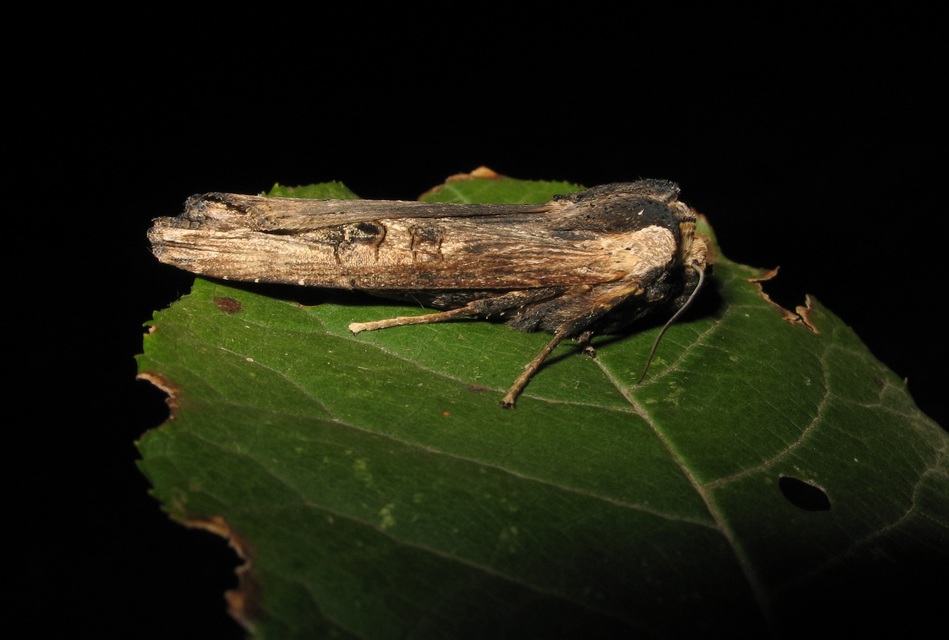 Xylena exsoleta - szürke fabagoly