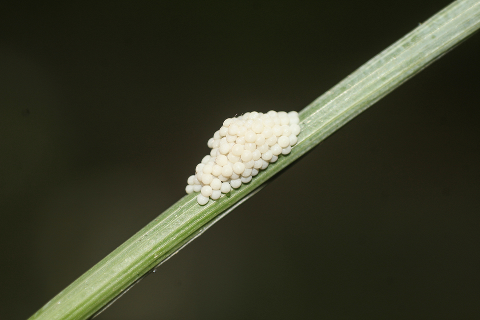 Egira conspicillaris - változékony szürkebagoly