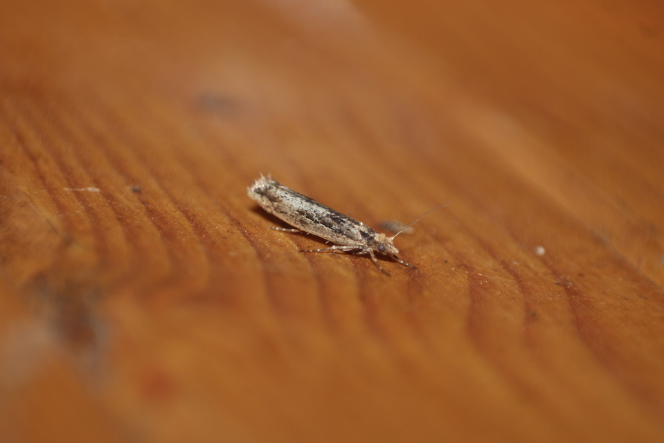 Ypsolopha