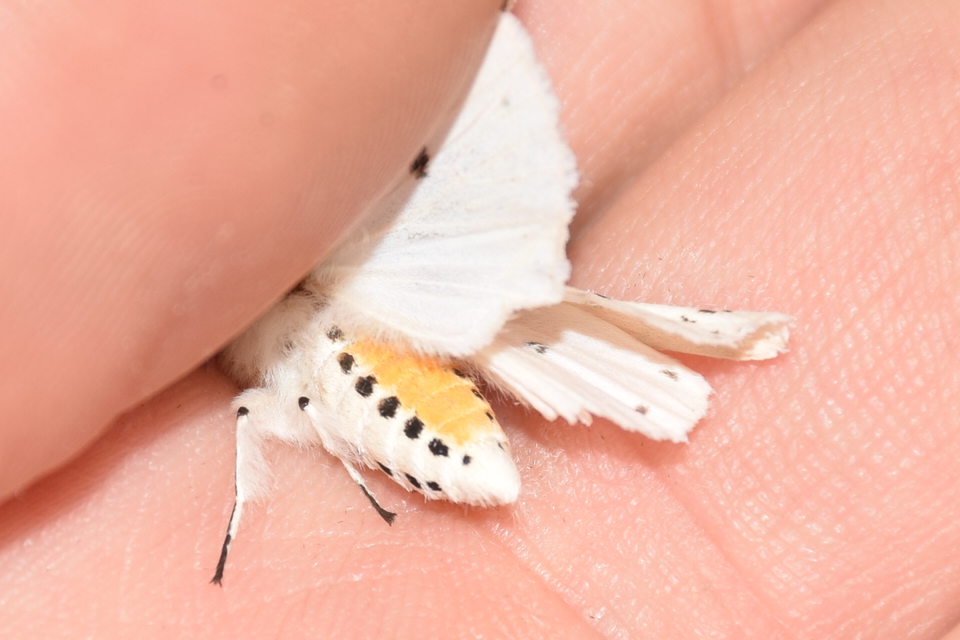 Spilosoma lubricipedum - tejszínű medvelepke