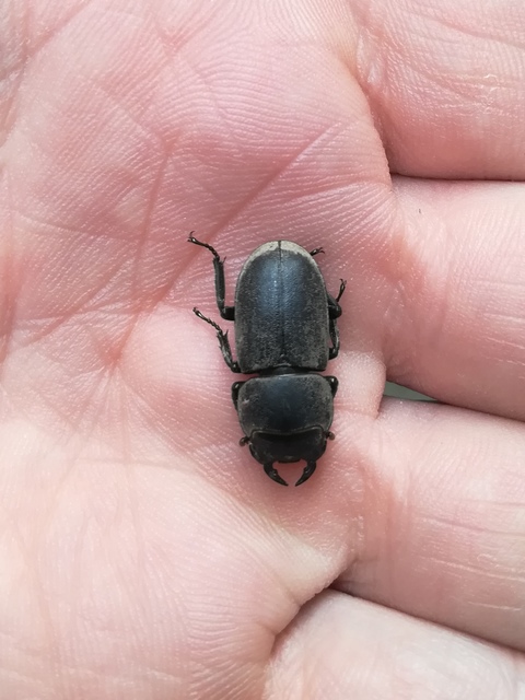 Dorcus parallelipipedus - kis szarvasbogár