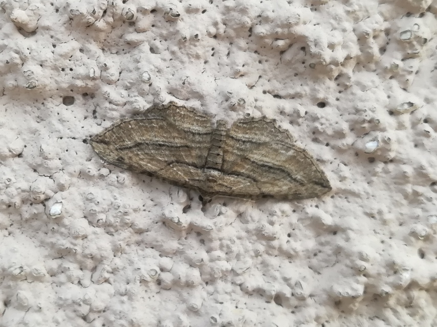 Horisme corticata - barna iszalagaraszoló
