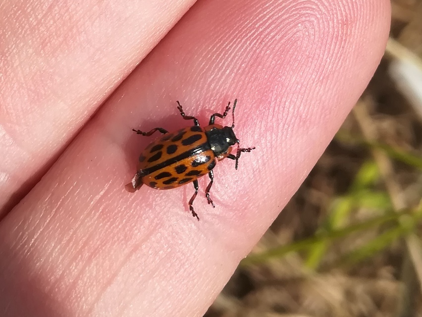 Chrysomela vigintipunctata - húszfoltos fűzlevelész Chrysomela vigintipunctata - húszfoltos fűzlevelész