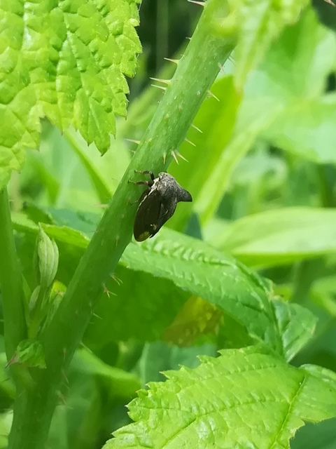 Centrotus cornutus - szarvaskabóca