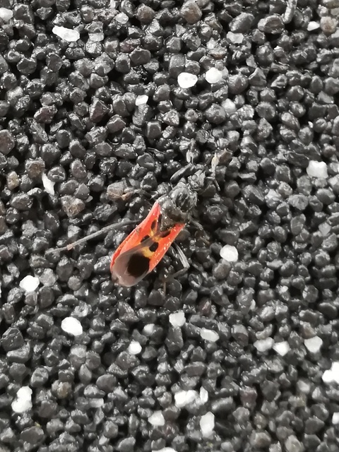 Peirates hybridus - foltos rablópoloska