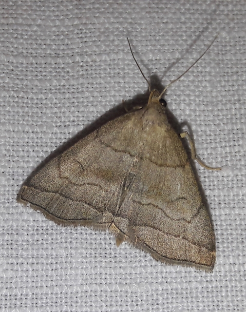 Herminia tarsicrinalis - szőröslábú karcsúbagoly