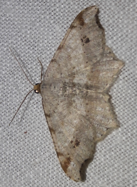 Macaria alternata - közönséges szürkearaszoló