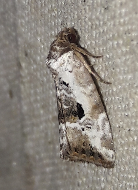 Hapalotis venustula - rózsaszínű mázasbagoly
