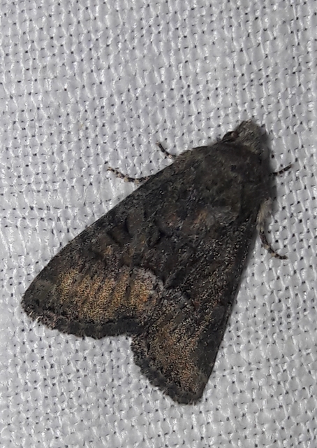 Oligia strigilis/latruncula/versicolor