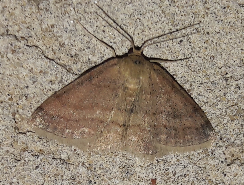 Scopula rubiginata - réti pirosaraszoló