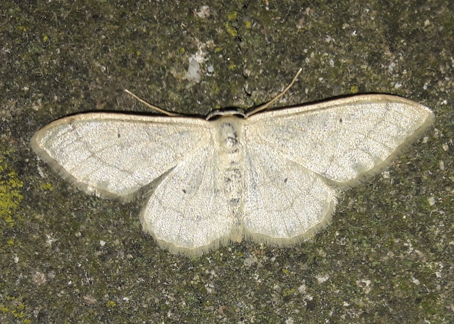 Idaea straminata - szalmasárga sávosaraszoló