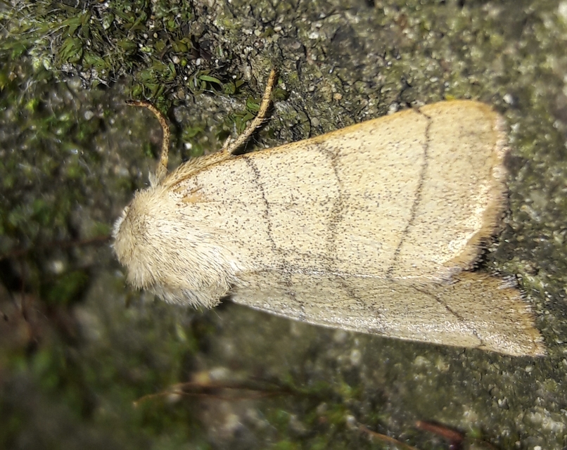 Charanyca trigrammica - háromsávos lombbagoly
