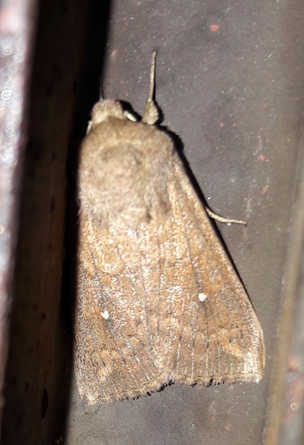 Mythimna albipuncta - fehérpettyes rétibagoly
